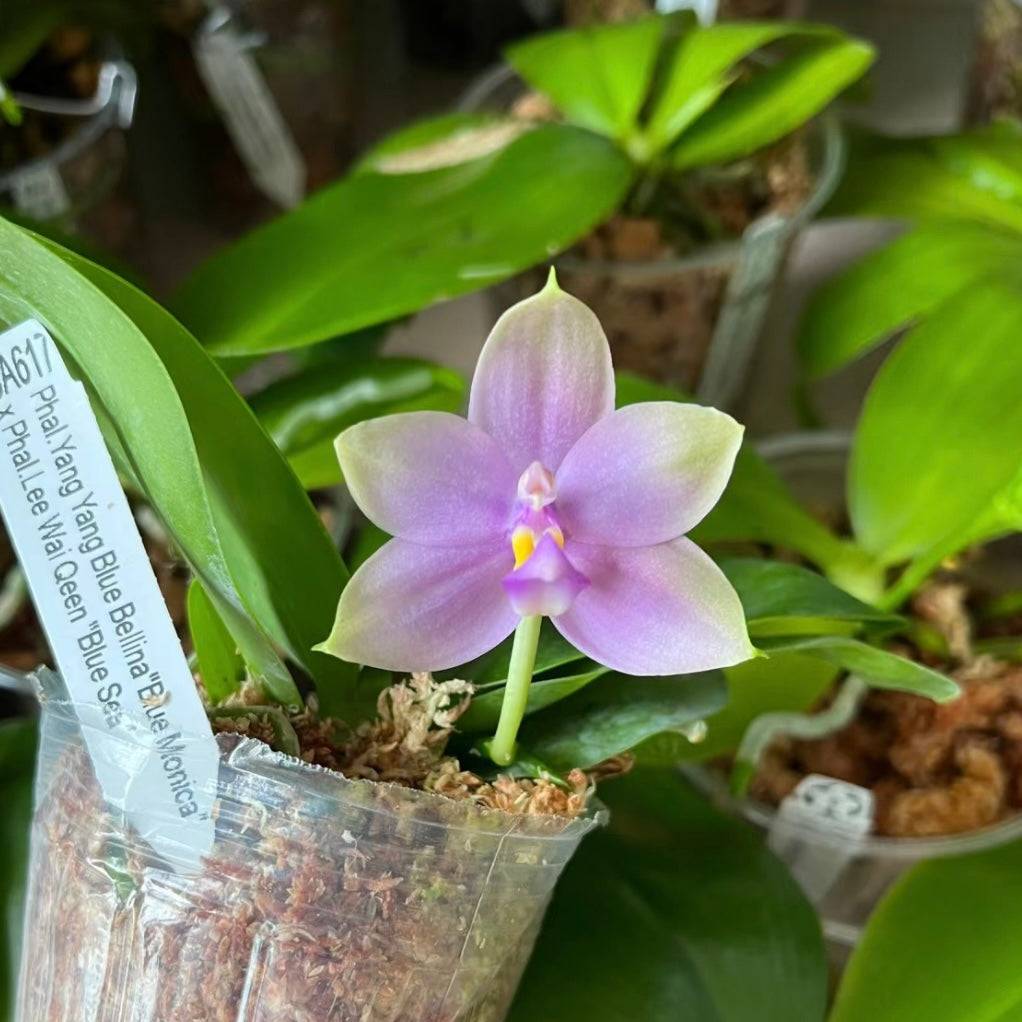 Phalaenopsis (Yang Yang Blue Bellina x Lee Wai Queen)
