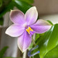 Phalaenopsis (Yang Yang Blue Bellina x Lee Wai Queen)