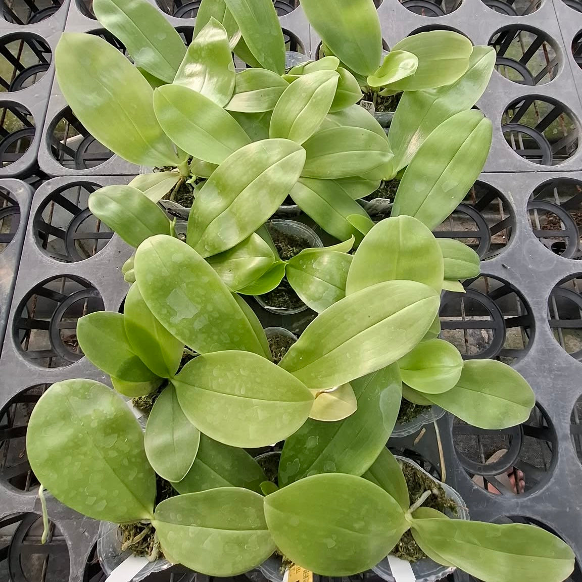 Phalaenopsis (Freya’s Blueberry Jam x LL Blue Family)