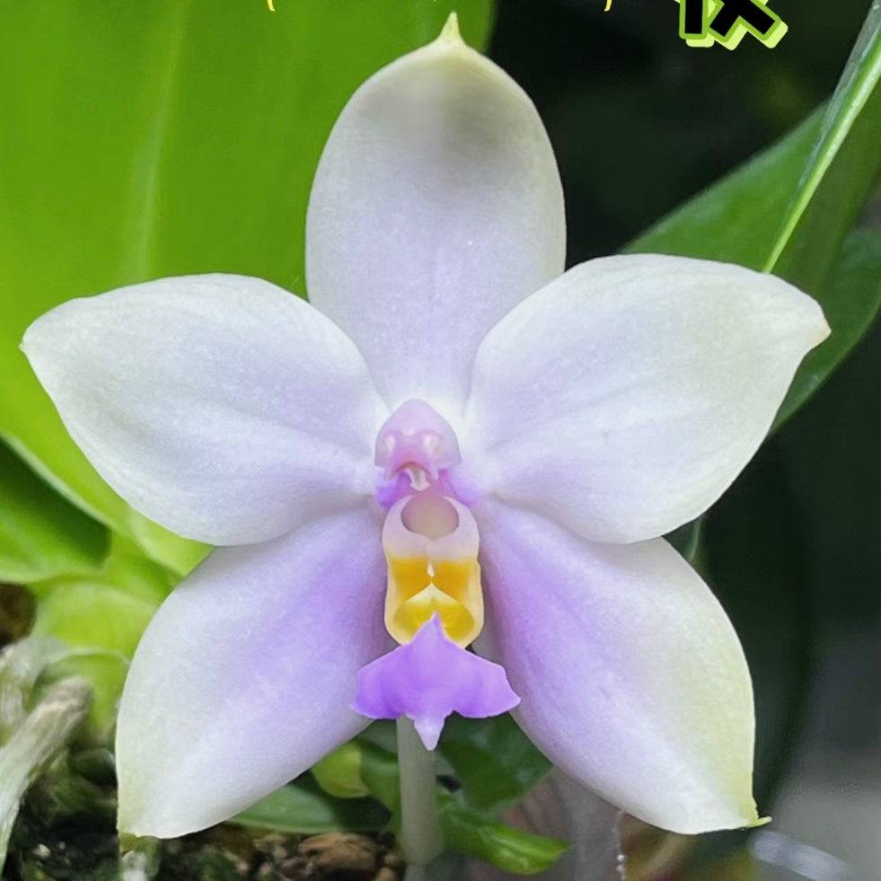 Phalaenopsis (Yang Yang Blue Bellina x Lee Wai Queen)
