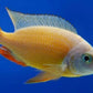 Taiwan Reef Cichlid (Protomelas sp. "Steveni Taiwan")