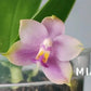 Phalaenopsis (Yang Yang Blue Bellina x Lee Wai Queen)