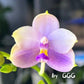Phalaenopsis (Yang Yang Blue Bellina x Lee Wai Queen)