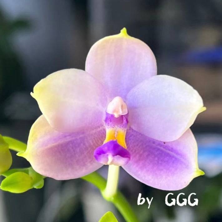 Phalaenopsis (Yang Yang Blue Bellina x Lee Wai Queen)