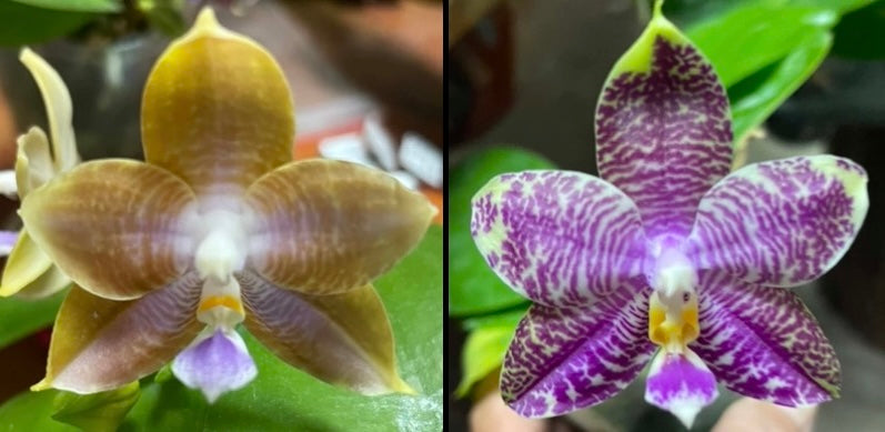 Phalaenopsis (Mainshow Mermaid x MS Magic Princess)