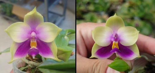 Phalaenopsis bellina coerulea x sib I 3.5-inch pot
