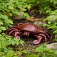 Crab Key Hider, Cast Iron for Coastal Garden, Porch or Patio