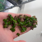 Giant Duck Weed "Spirodela Polyrhiza"