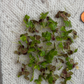 Giant Duck Weed "Spirodela Polyrhiza"