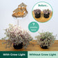 Island Cabana + Grow Light