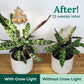Sunrise Terrace + Grow Light