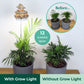 Sunrise Terrace + Grow Light