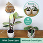Sunrise Terrace + Grow Light