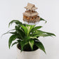 Sunrise Terrace + Grow Light