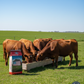 Southern Seed & Feed Multi-Species Textured Sweet Feed for Cows Horses & Goats 50lbs