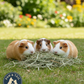 Standlee Timothy Grass Hay 48oz. Small Animal Forage Rabbits Guinea Pigs