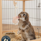 Hamster & Gerbil Bundle Sunburst Higgins Food + Lixit Bottle + Ware Salt Rope Trio Pack