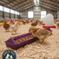 Little Giant 20" Plastic Flip-Top Poultry Ground Feeder, Purple Chickens Birds