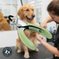 Coastal Pet Safari Professional Guillotine Dog Nail Trimmer MD/LG Stainless Steel Soft Grip