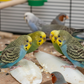 Cuttlebone Calcium Combo Pack 6” Natural Calcium for Birds & Reptiles