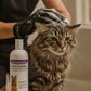 Piccardmeds4pets Aloe Oats Dog Shampoo 16oz + HandsOn Grooming Gloves Small Complete Kit