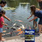 Aquatic Feed Catfish Floater Koi Fish Food 50lbs Floating Formula
