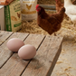Little Giant Ceramic Nest Eggs 2 Pack 4 Count Fake Chicken Coop Eggs, Brown