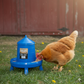 Double-Tuf Poultry Feeder 4 lb Removable Legs Chicken Feeder Carrying Handle 2-Pack