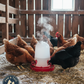 API Heated Chicken or Bird Waterer Heated Poultry Waterer, 3 Gallon