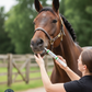 Succeed Digestive Conditioning Paste Supplement for Horses 1-Count