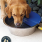 Bear Bear Pet Sir Aqua II Automatic Float Waterer 1.8 Gallon Silver Blue