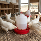 Little Giant Deep Base Poultry Waterer Chicken Water Container Heavy Duty 2 Gallon