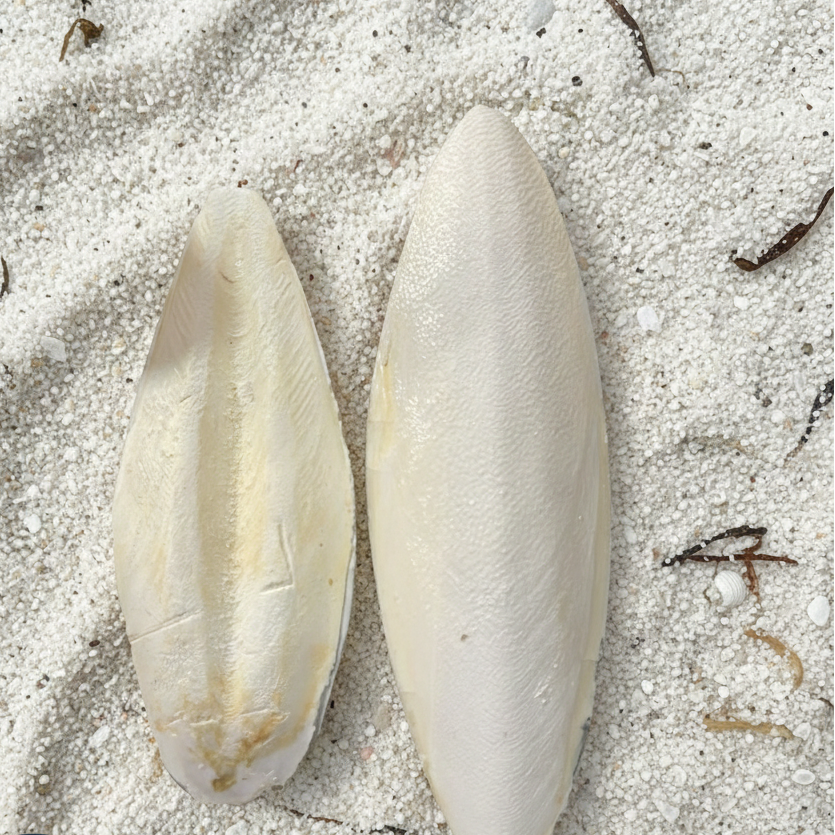 Cuttlebone Calcium Combo Pack 10” Natural Calcium for Birds & Reptiles