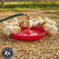 Little Giant Automatic Baby Chick Waterer Fount Use for Baby Chicks & Poultry