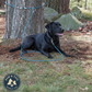 Boss Pet Snap Around Tree Tie Out Cable 10ft For Dogs Up to 60 lb