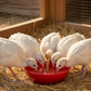 Little Giant King Size Automatic Poultry Waterer 1.5 Quart for Turkey Game Birds