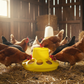 Little Giant Plastic Poultry Feeder Base Heavy Duty 1 Quart Yellow