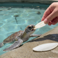 Cuttlebone Calcium Combo Pack 6” + 10” Natural Calcium for Birds & Reptiles