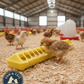 Little Giant 20" Flip-Top Chick & Poultry Feeder Yellow Snap-Lock Spill Yellow 2PCK