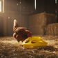 Little Giant Plastic Poultry Feeder Base Heavy Duty 1 Quart Yellow