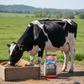 Southern Seed & Feed Multi-Species Textured Sweet Feed for Cows Horses & Goats 50lbs