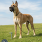 Boss Pet Super Beast XXL Dog Twin-Swivel Vinyl Coated Tie-Outs 30ft Up 250lbs