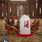 API Heated Chicken or Bird Waterer Heated Poultry Waterer, 3 Gallon