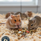 Hamster & Gerbil Bundle Sunburst Higgins Food + Lixit Bottle + Ware Salt Rope Trio Pack