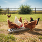 Miller Galvanized Slide Top Poultry Feeder for Chickens & Birds 18"