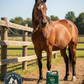 Farnam Wipe Fly Tick Protectant 32 oz. Repels Kills Flies Ticks Horses