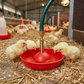 Little Giant Automatic Baby Chick Waterer Fount Use for Baby Chicks & Poultry