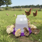 Little Giant Plastic Nesting Poultry Waterer Jar Jug Only