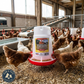 Little Giant Deluxe Poultry Feeder 3 lb Hanging Chicken Feeder BPA-Free Plastic