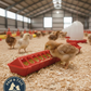 Little Giant 20" Plastic Flip-Top Poultry Ground Feeder, Red Chickens Birds 2-Pack